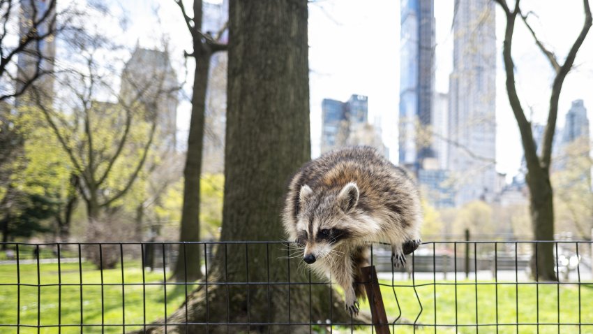 A racoon jumps over a fence in almost deserted Central Park in Manhattan on April 16, 2020 in New York City. (Photo by JOHANNES EISELE/AFP via Getty Images)