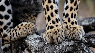 A leopard's feet, Panthera pardus, standing on a tree branch.