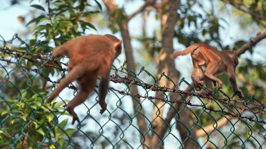 Two adult rhesus monkeys jumping over wire-meshed cage in Sundarbans national park, West Bengal.