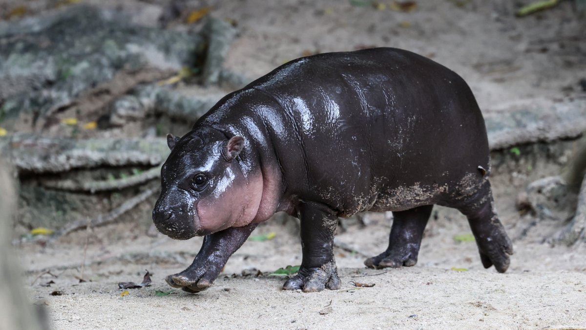 ‘Who deng?’ Edinburgh Zoo announces birth of baby pygmy hippo named ...