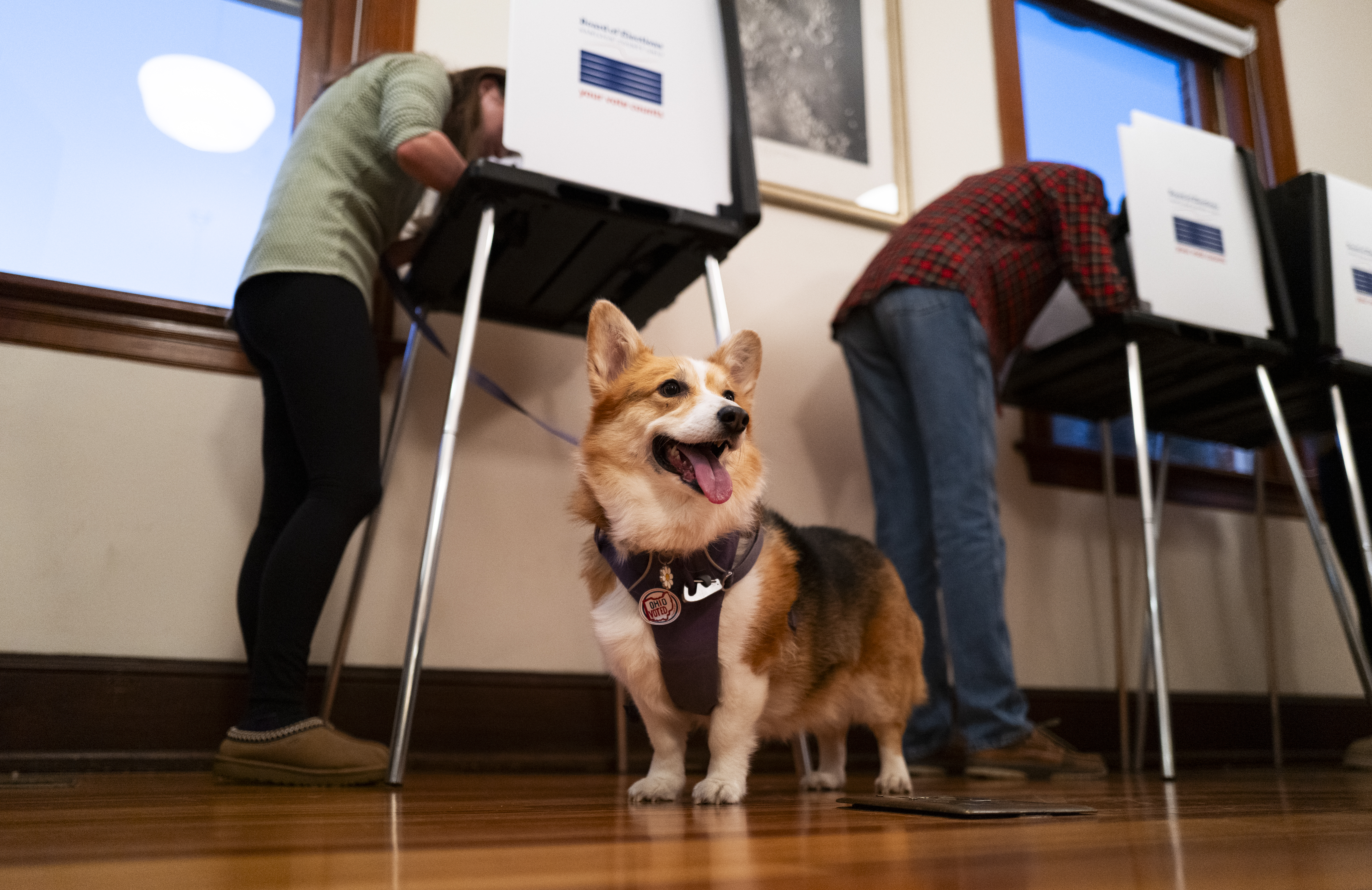 A dog named Daisy looks on as their owner fills out a ballot in a polling place at the Cincinnati Observatory on November 5, 2024 in Cincinnati, Ohio.