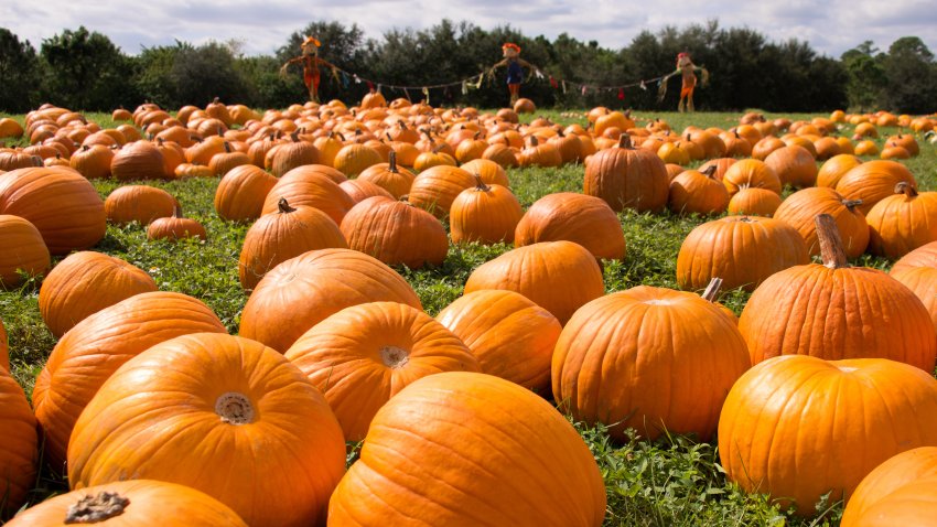 Pumpkins in a field of grass.