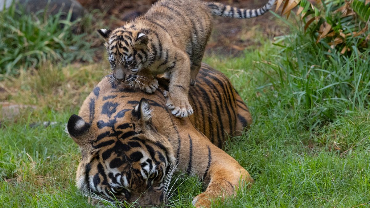 Tiger Cub debuts at San Diego Zoo Safari Park – NBC 7 San Diego