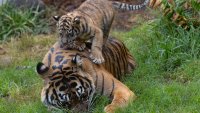 Sumatran tiger cub plays on top of his mother's back