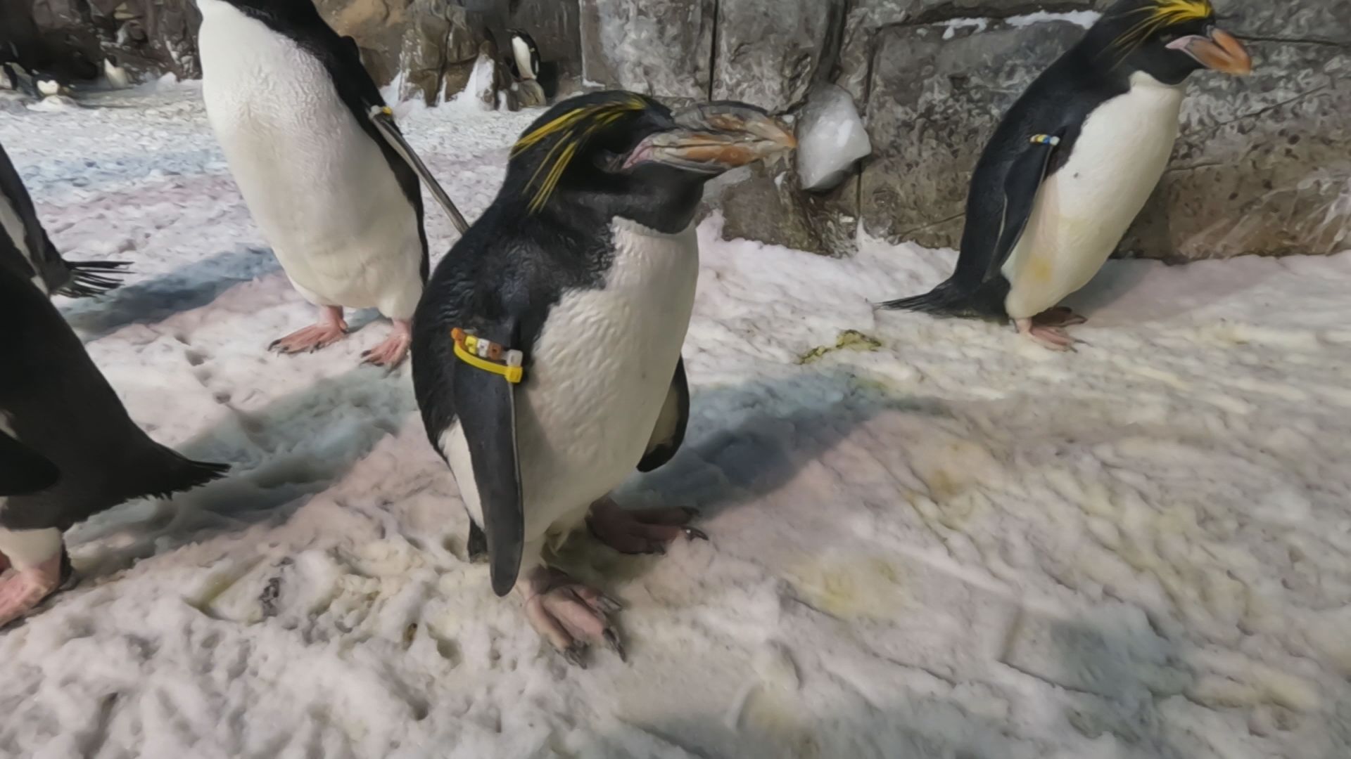 Absolute humongous milestone': SeaWorld penguin celebrates 40th