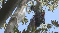 Man stands on a tree limb