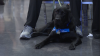 Service dogs graduate from training in North County