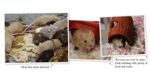 Mice brought to the New Hampshire SPCA from the home of a man overwhelmed at how many he had.