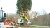 Rockefeller Center Christmas tree cut down for journey to NYC