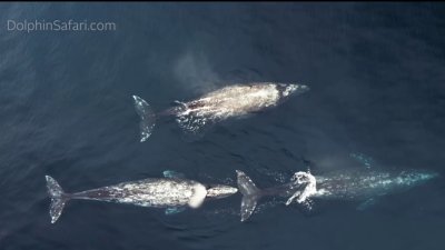 First Gray Whale sighting of season off Dana Point coast