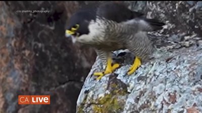 Meet the peregrine falcons that have made UC Berkeley their home!