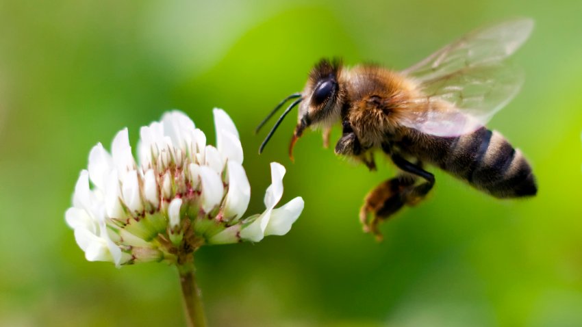 Honeybee collecting pollen at a white flower in an undated image.