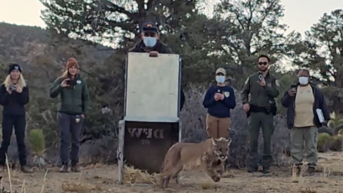 Mountain lion back in the wild after animal attack, care from SD Humane Society