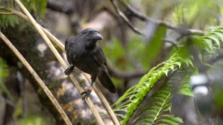 The Hawaiian crows, or alala, were last found on Hawaii’s Big Island, but they went extinct in the wild in 2002, officials with the San Diego Zoo Wildlife Alliance said in a statement.