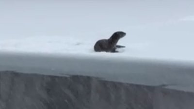 WATCH: Frisky otter seen having fun in the middle of a winter storm