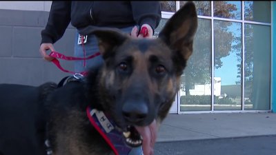 San Diego Humane Society seeks foster paw-rents for dogs from LA wildfire-area shelter