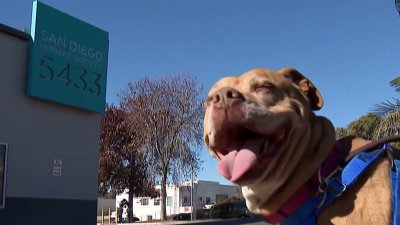 Dozens of San Diego shelter pets to fly to NorCal, Oregon to make room for LA pets