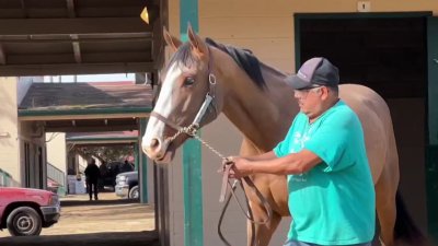 Del Mar takes in evacuated horses after brush fire in Bonsall