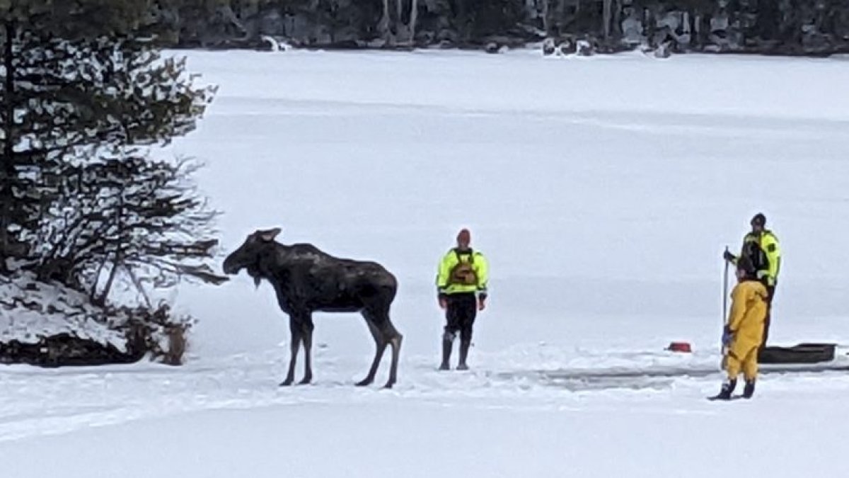 Moose rescue: How NY forest rangers pulled the animal to safety – NBC 7 ...