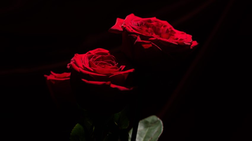 Red roses on a black background.