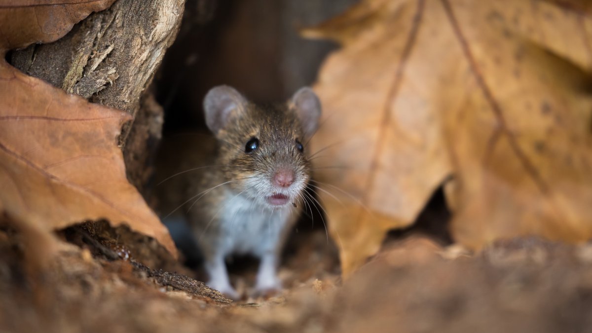 San Diego County’s first 2025 case of Hantavirus found in mouse near