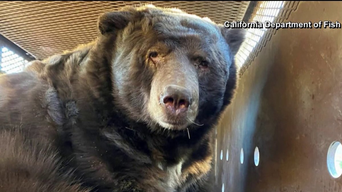 525-pound bear found in crawl space of home that survived LA fire – NBC ...
