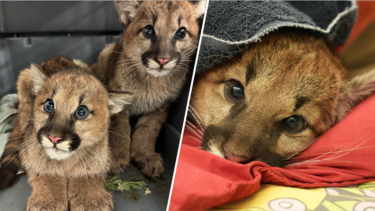 Oakland Zoo rescues 3 orphaned mountain lion cubs NBC 7 San Diego