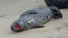 A harbor seal pup is photographed at the Children's Pool in La Jolla on Jan. 3, 2025.