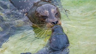 A harbor seal pup is photographed at the Children's Pool in La Jolla on Jan. 3, 2025.