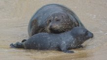 A harbor seal pup is photographed at the Children's Pool in La Jolla on Jan. 3, 2025.