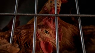Chickens rest inside a cage as they wait to be slaughtered inside the La Granja Live Poultry Corporation store on Friday, Feb. 7, 2025, in New York.
