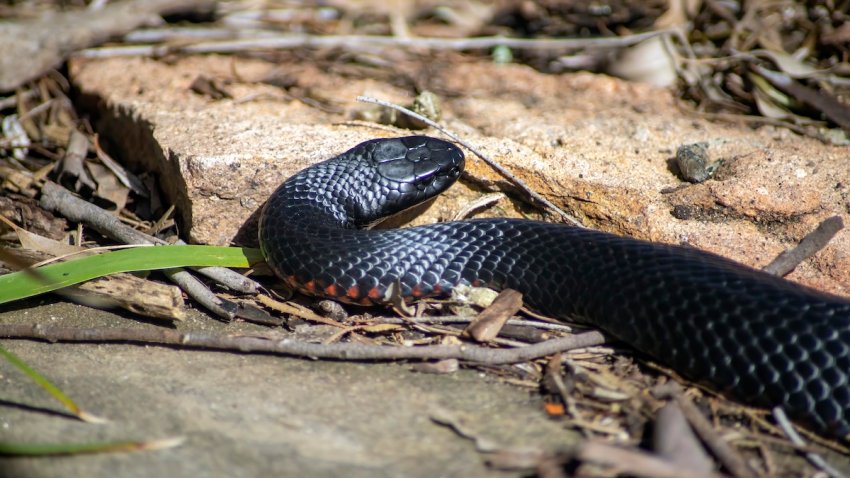 Red bellied black snake, Sydney, NSW, Australia