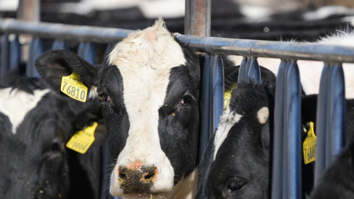 USDA detects second type of bird flu in Nevada farm dairy cows – NBC 7 ...