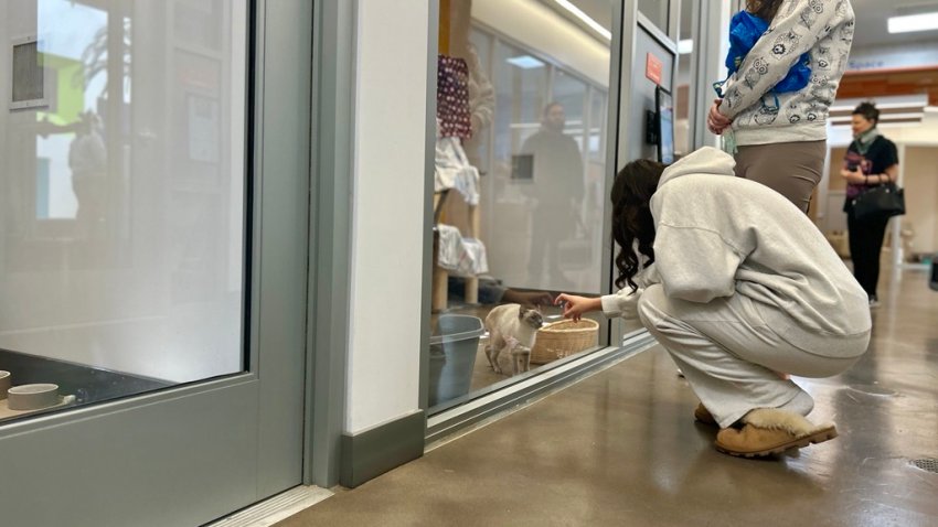 People look for a pet cat at the San Diego Humane Society’s adoption center, Saturday.