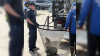 California sea lion pup rescued by SeaWorld at Mission Beach