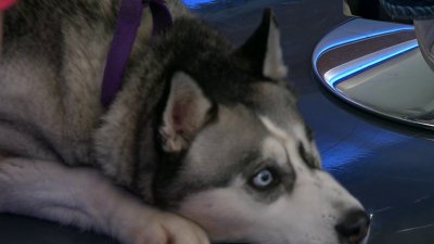 Chappell the husky mix is San Diego Humane Society's Pet of the Week