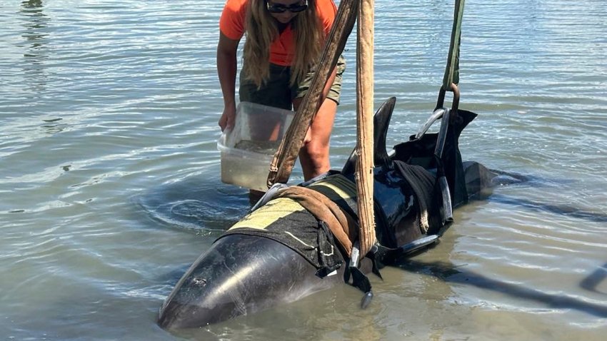 A dolphin is tended to at Waitangi, New Zealand, after it was removed from a fishing boat that the dolphin had jumped into