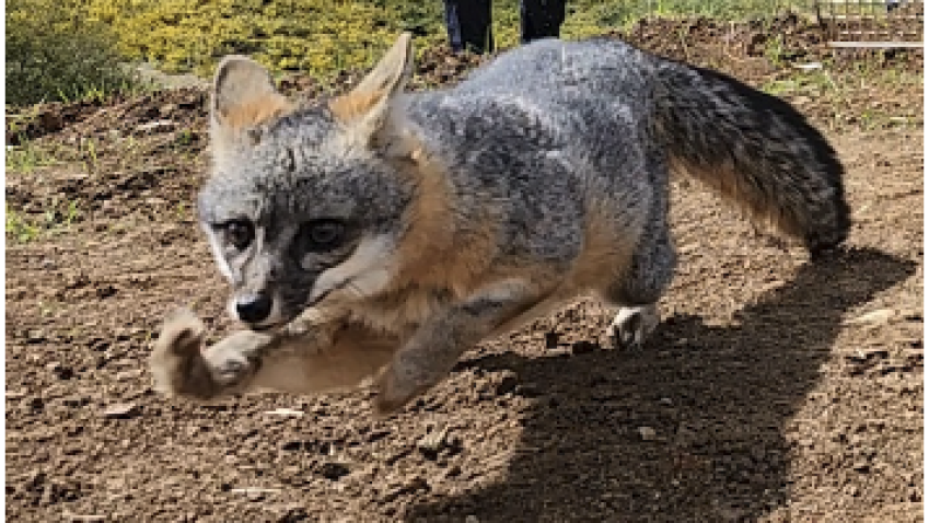 Resilient fox returns to the wild after burn treatment at the San Diego Humane Society