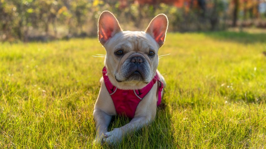 As French bulldogs top the list of LA’s favorite breeds, experts emphasize the importance of adoption amid a worsening shelter crisis.