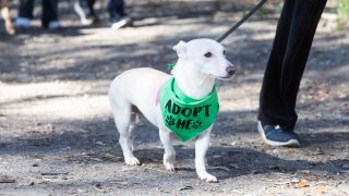 A small white dog with an "Adopt Me" bandana took part in the 26th annual Walk for Animals-North County, March 22, 2025.