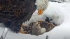 The third egg is hatching as famed Big Bear eagles tend to new eaglets