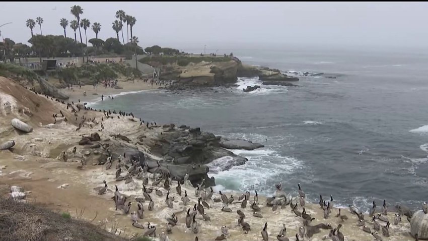 Harmful algae bloom sickening wildlife along Southern California coastline