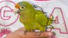 Bird smuggler found with parakeets in his boots at the border: US Attorney's Office