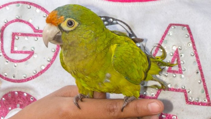 The birds were Orange Fronted Parakeets, like the one seen here