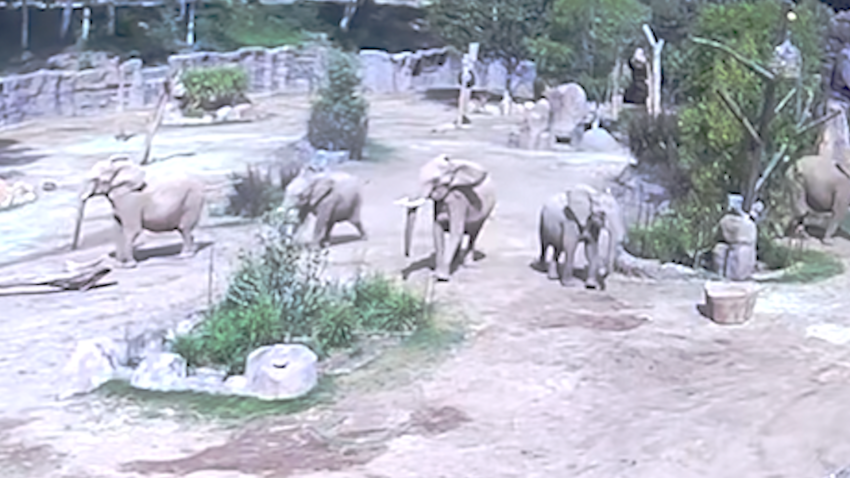 WATCH: Elephants react to San Diego earthquake