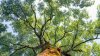 Texas man stays in tree for hours to avoid ICE arrest before surrendering to authorities