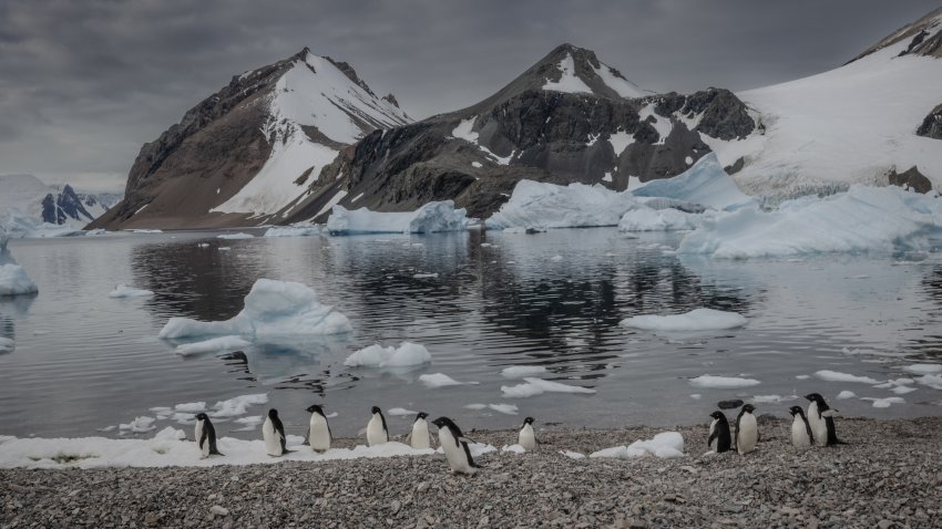 A view of penguins in Antarctica