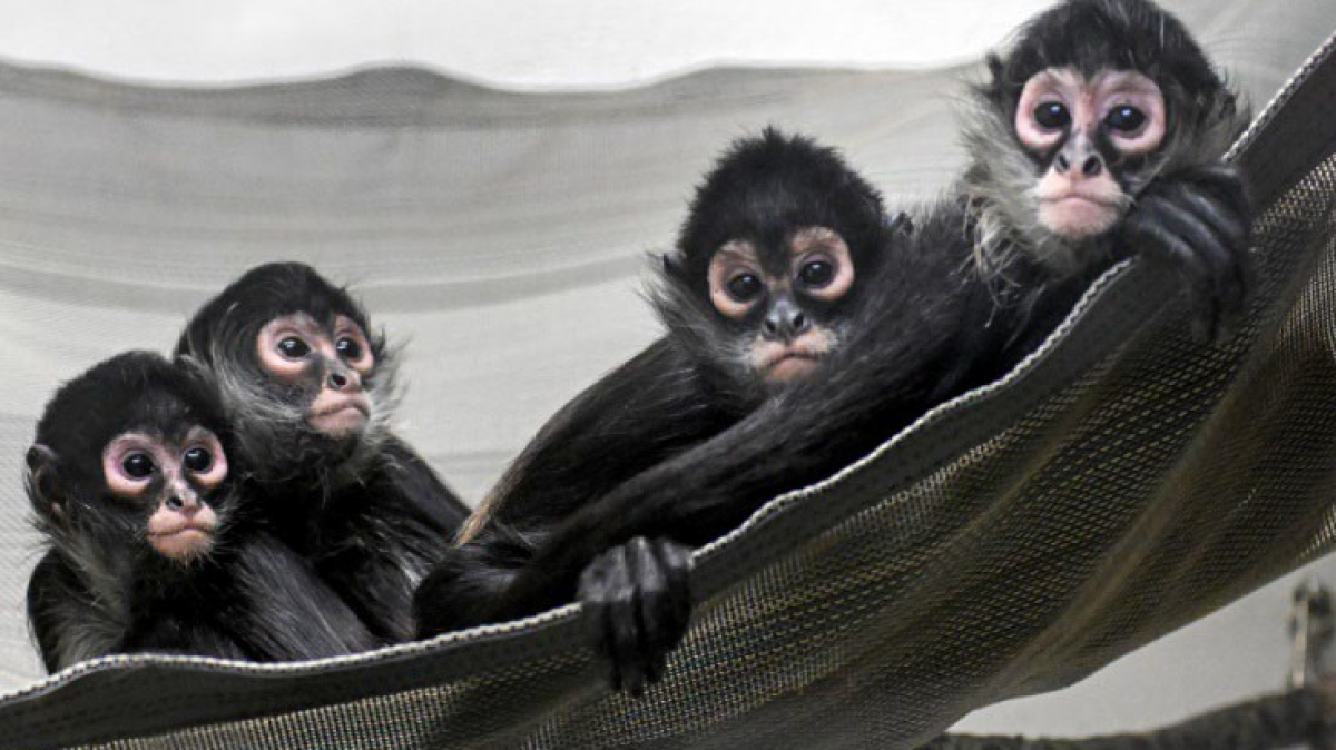 Texas man sentenced after trafficking baby spider monkeys from Mexico