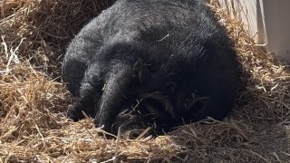 The San Diego Humane Society is looking to find