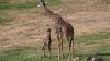 Giraffe calf steps out for the first time at San Diego Zoo Safari Park